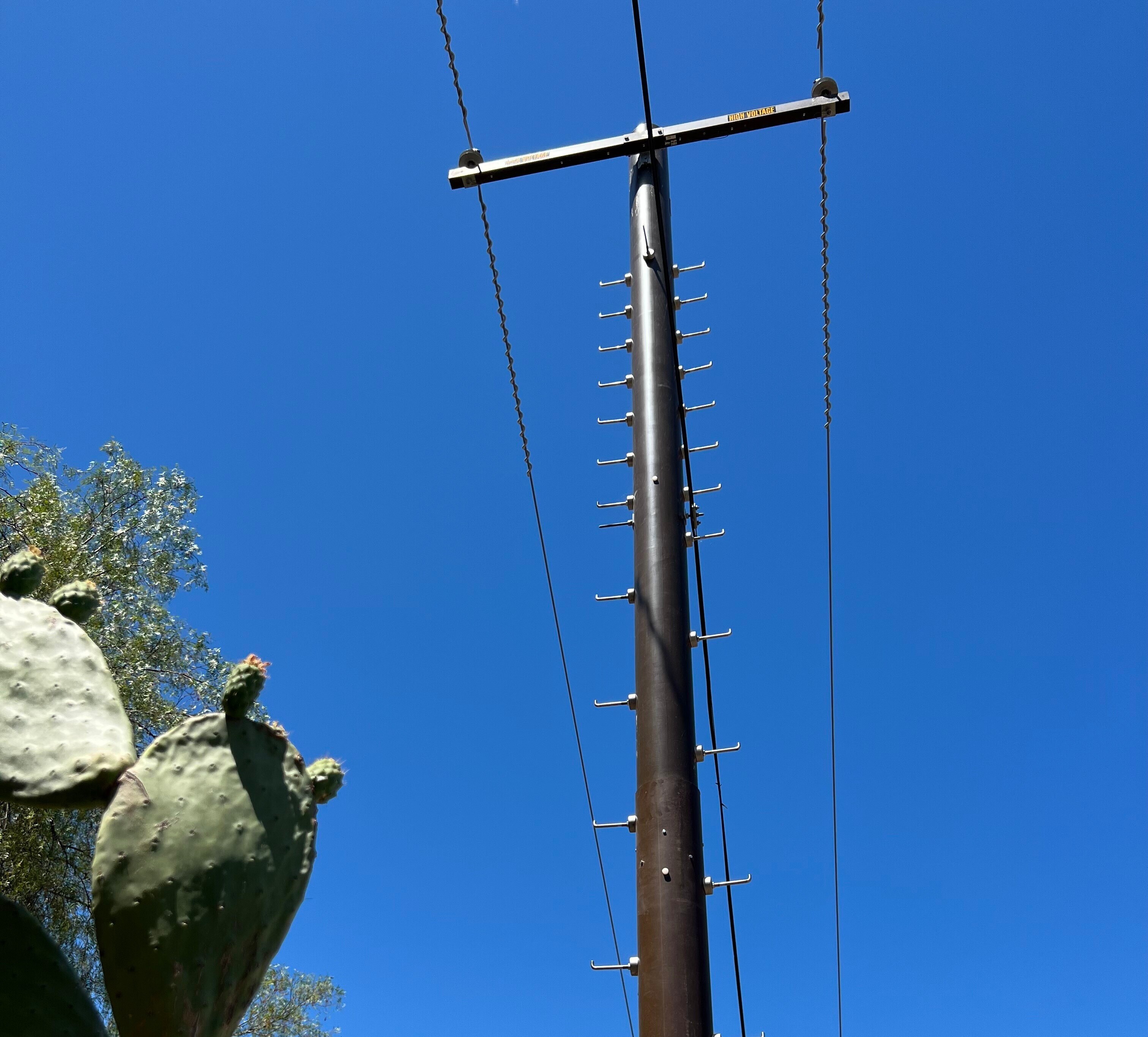 FireStrong Dessert Cactus_6136