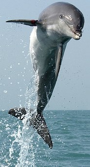 dolphin-704453__340