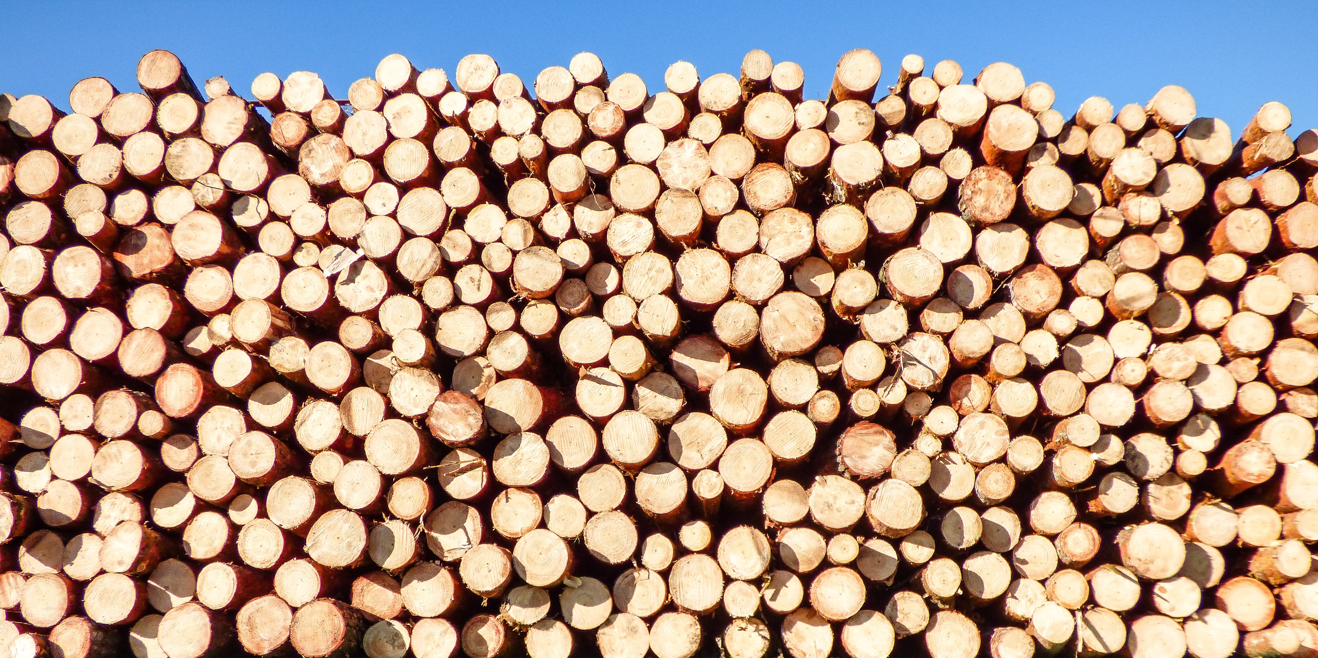 Are You Prepared for a Wood Utility Pole Shortage?